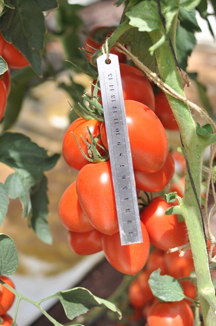 Indeterminate Roma tomato 851-118 p2